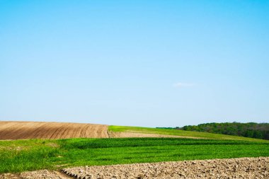 Ukrayna'da sabah güneşinin altında dalgalı alanlar ve orman. Kopyalama alanı.