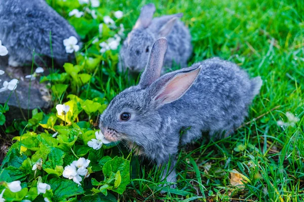 Tamdjur Små Grå Kaniner Daggiga Morgon Grönt Gräs Närbild — Stockfoto