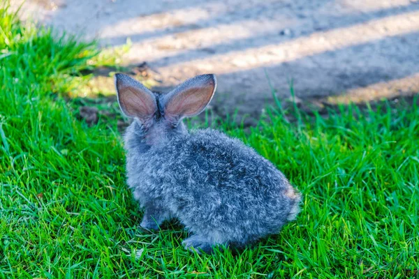 後ろの緑の草の上に朝の光に長い耳を持つ灰色の小さなウサギ スペースのコピー — ストック写真