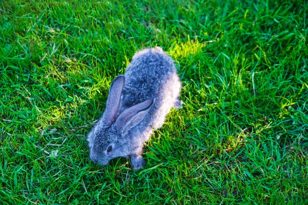 Gris Pequeño Conejo Sobre Hierba Verde Mañana Ucrania Vista Superior — Foto de Stock