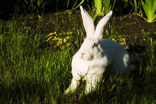 White giant rabbit with standing ears and pink eyes in a sunny morning in a village in Ukraine. Rabbit with emotion pff.