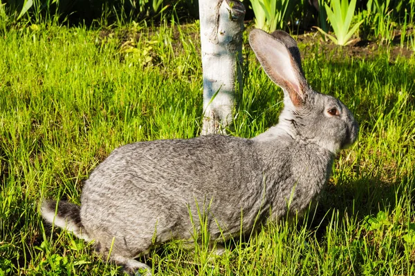 Lapin Géant Gris Aux Oreilles Debout Aux Yeux Noirs Par — Photo