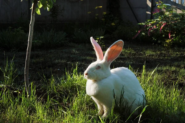 White giant rabbit with standing ears and pink eyes in a sunny morning in a village in Ukraine.