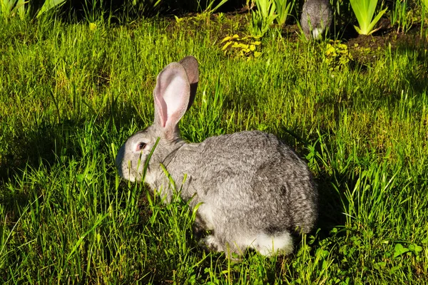 Lapin Géant Gris Aux Oreilles Debout Aux Yeux Noirs Par — Photo