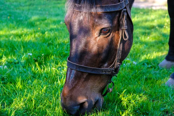 Isolated horse head on green grass. Brown horse grazes in the morning in the countryside in Ukraine.
