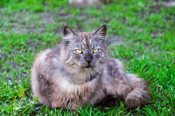 黄色い目と黒い鼻を持つ灰色の猫が草の上に横たわり まっすぐ見えます ウクライナの田舎 — ストック写真