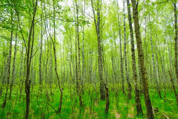 ウクライナの春の日の白樺の森を持つはがき ウクライナの自然 — ストック写真