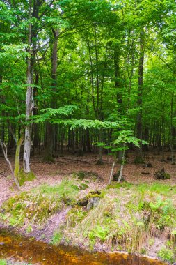 Kalın ve koyu bir gürgen ormanının arka planında kumlu bir dip olan ve güneş ışınlarına nüfuz etmeyen bir orman deresi. Ukrayna doğası.