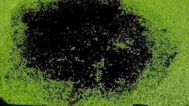 Yeşil ördek otunun kenarlardan merkeze doğru sudaki meditasyon hareketi. Su yüzeyinin yavaş yavaş daralması. Yeşil arka plan. Sihirli çizim.