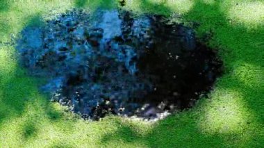 Sabahın köründe yeşil ördek otunun kenarlardan merkeze doğru sudaki meditasyon hareketi. Su yüzeyinin yavaş yavaş yok olması. Mavi gökyüzü suya yansıyor. Sihirli çizim.