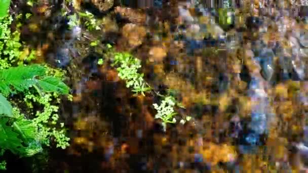 Die Meditative Bewegung Der Grünen Wasserlinse Klaren Wasser Eines Waldbaches — Stockvideo