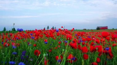 Ukrayna'da kırmızı haşhaş ile alan yakınında karayolu trafiği. Kırmızı otobüs yol boyunca seyahat ediyor..