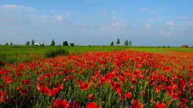 Yaz aylarında sabah beyaz bir araba hareket haşhaş alanı boyunca Yerel yol.