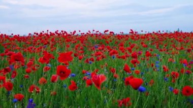 Ukrayna'da yaz aylarında şafakvakti yabani çiçek haşhaş ve cornflower Alanı. Güneş olmadan.