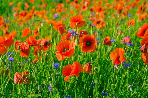 Campo Amapola Floral Silvestre Aciano Amanecer Verano Ucrania Tarjeta Postal — Foto de Stock