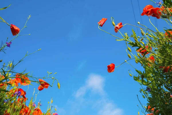 Sobre Fondo Cielo Azul Flores Amapola Silvestre Copiar Espacio — Foto de Stock