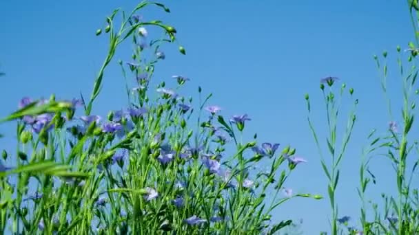 Flores Lino Sobre Fondo Cielo Azul Campo Agricultura Ucrania — Vídeo de stock
