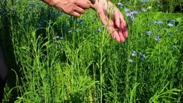 在乌克兰的田野上 一个女人用蓝色的花朵打破亚麻茎的手 — 图库视频影像
