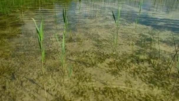 Yaz Aylarında Doğal Rezerv Temiz Ile Gölün Dibinde Adam Suya — Stok video