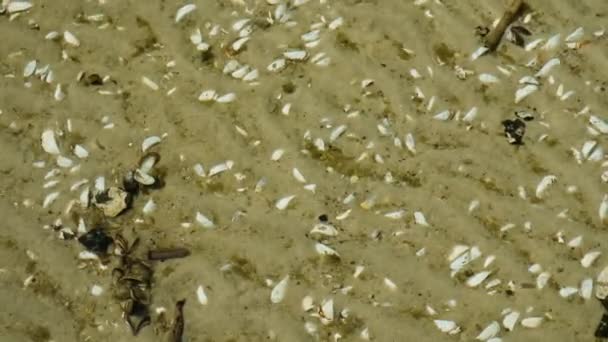 Olas Agua Fondo Del Lago Con Agua Limpia Reserva Natural — Vídeo de stock