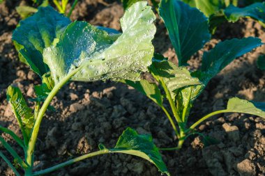 Lahananın genç yaprakları bitki zararlıları tarafından zarar görür. Sabah tarlada çiy içinde lahana fidesi.