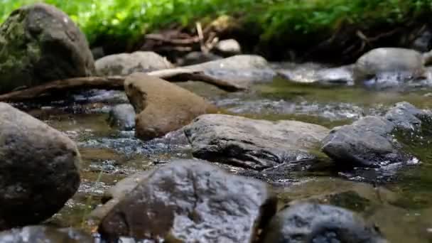 A stream of clean water between the stones in the Carpathian Mountains in Ukraine. — Stock Footage Stream Clean Water Stones Carpathian Mountains Ukraine Royalty Free Stock Video