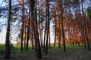 Gölün kıyısında gün doğumu. Sabah güneşi çam ağaçlarının gövdelerini aydınlatır. Ukrayna doğası.