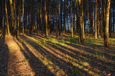 Ormanda gün batımı. Akşam güneşi çamların gövdelerini aydınlatır. Ağaçların gölgeleri. Ukrayna doğası.