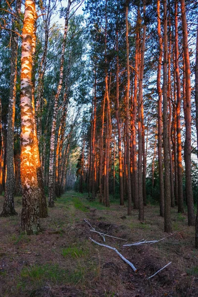 Amanecer Bosque Sol Mañana Ilumina Los Troncos Pino Abedul Ucrania — Foto de Stock