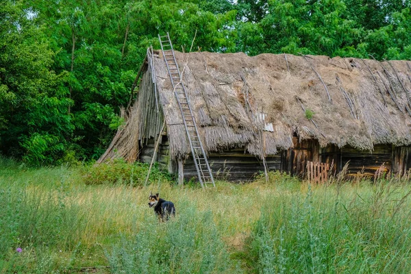 Lonely dog with sad eyes in the high grass in the courtyard of an abandoned house in the disappearing village of Svalovichi in Ukraine. Ukrainian Polissya.