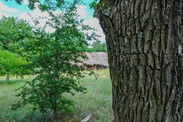 Tronc Vieil Arbre Qui Surplombe Ancienne Cabane Sous Toit Roseau — Photo