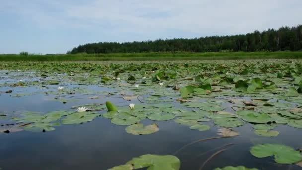 Bílé Lilie Klidné Hladině Jezera Lyubyaz Ukrajině Pozadí Lesa Wetlandská — Stock video