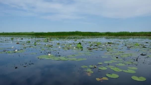 Lys Blancs Eau Sur Une Surface Calme Lac Lyubyaz Ukraine — Video