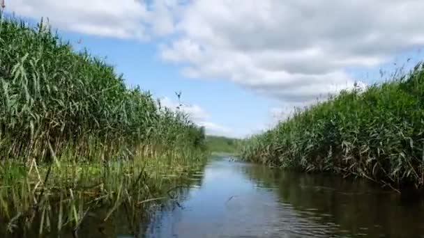 普里皮亚特河位于国家公园 普里皮亚特 斯托克希德 的领地上 沿着河漂流 强风扭动着拐拐的拐点 乌克兰湿地面积 — 图库视频影像