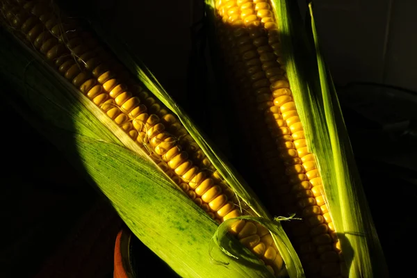 Две Свежие Кукурузы Зеленом Листе Полосе Солнечного Света Закрыть — стоковое фото