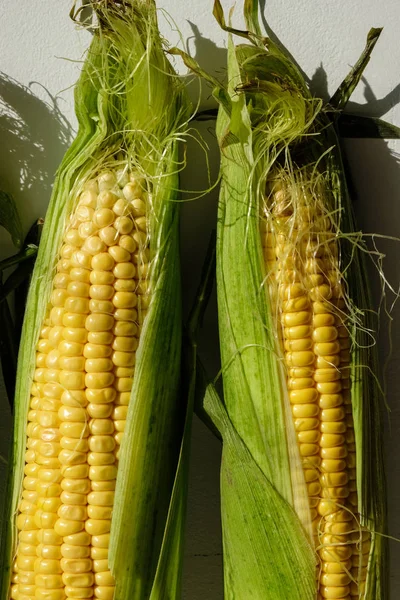 Две Свежие Кукурузы Зеленом Листе Внутри Закрыть — стоковое фото