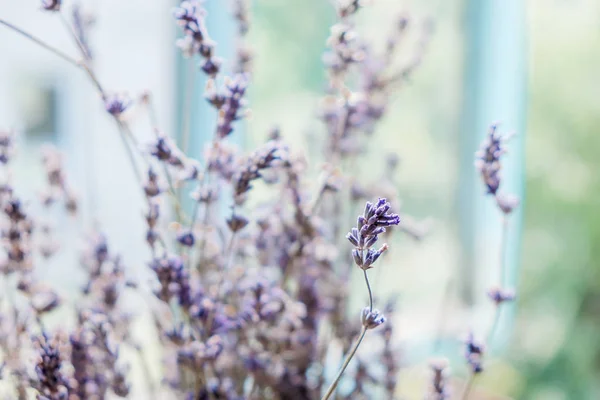 Trockener Lavendel Isoliert Auf Hellem Hintergrund Nahaufnahme — Stockfoto