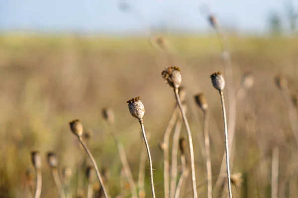 Poppy Zaaddozen Zijn Rijp Veld Pastel Kleuren Kopieer Ruimte Close — Stockfoto