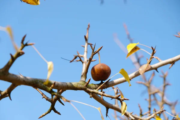 Плоды Дикой Груши Пронзают Острые Ветви Фоне Голубого Осеннего Неба — стоковое фото