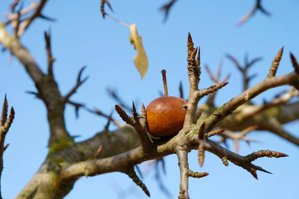 Frutto Una Pera Selvatica Trafitto Ramo Appuntito Uno Sfondo Cielo — Foto Stock