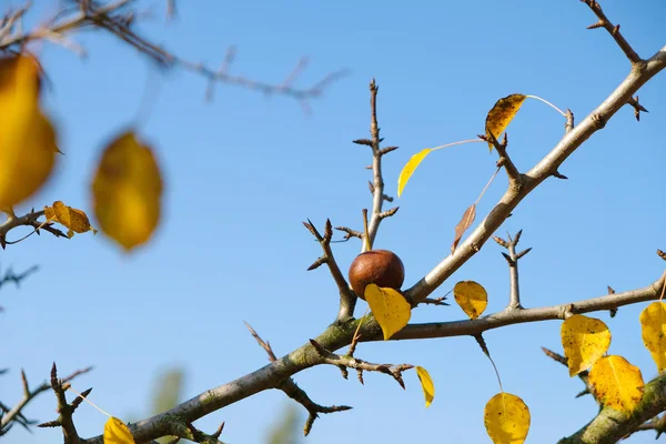 Плоды Дикой Груши Пронзают Острые Ветви Фоне Голубого Осеннего Неба — стоковое фото