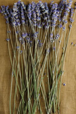 Kaba bir tuval üzerinde kuru lavanta buketi. Sonbahar kartpostalı.