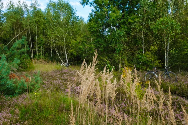 Bosweg Met Paarse Heide Geel Gras Voor Zonsondergang Twee Fietsen — Stockfoto
