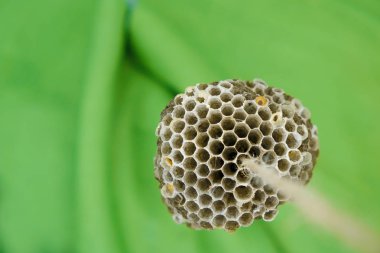 Yeşil bir yüzeyde boş petek yaban arıları. Kopya alanı. Yakın çekim.
