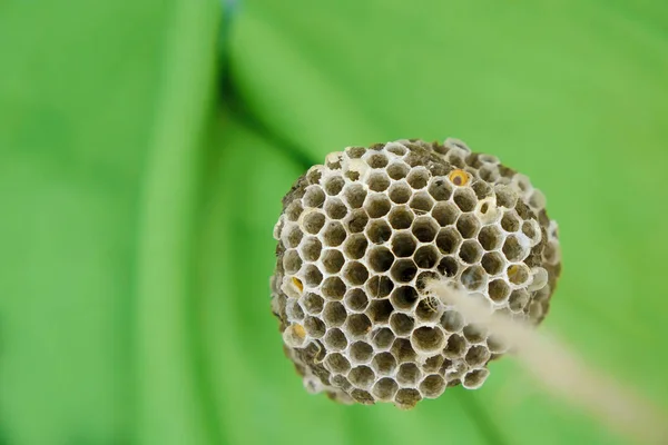 Empty Honeycomb Wild Wasps Green Surface Copy Space Close — Stock Photo, Image