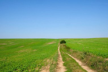 Terk edilmiş tarla yolu ve kolza tohumu tepelerinin arasındaki yalnız ağaç. Ukrayna doğası. Boşluğu kopyala.