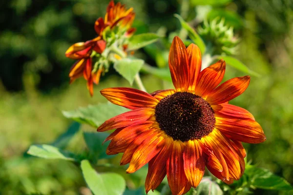 Wild red sunflower in early autumn. Autumn colors. Close up. Postcard.