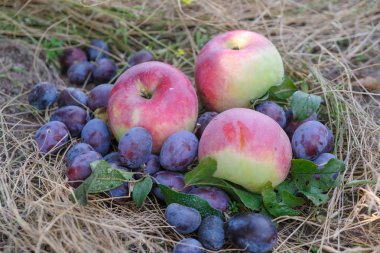 Kuru ot üzerinde üç iştah açıcı kırmızı elma ve mor erik.