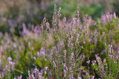 Heather tarlasında sabah ışığı yla ormanda. Ukrayna doğası.