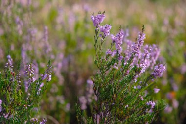 Heather tarlasında sabah ışığı yla ormanda. Ukrayna doğası.
